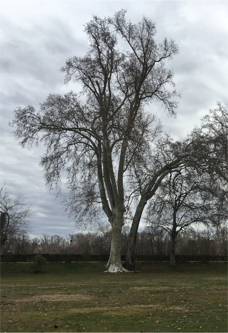 Aranjuez:
                                                            Dedicada