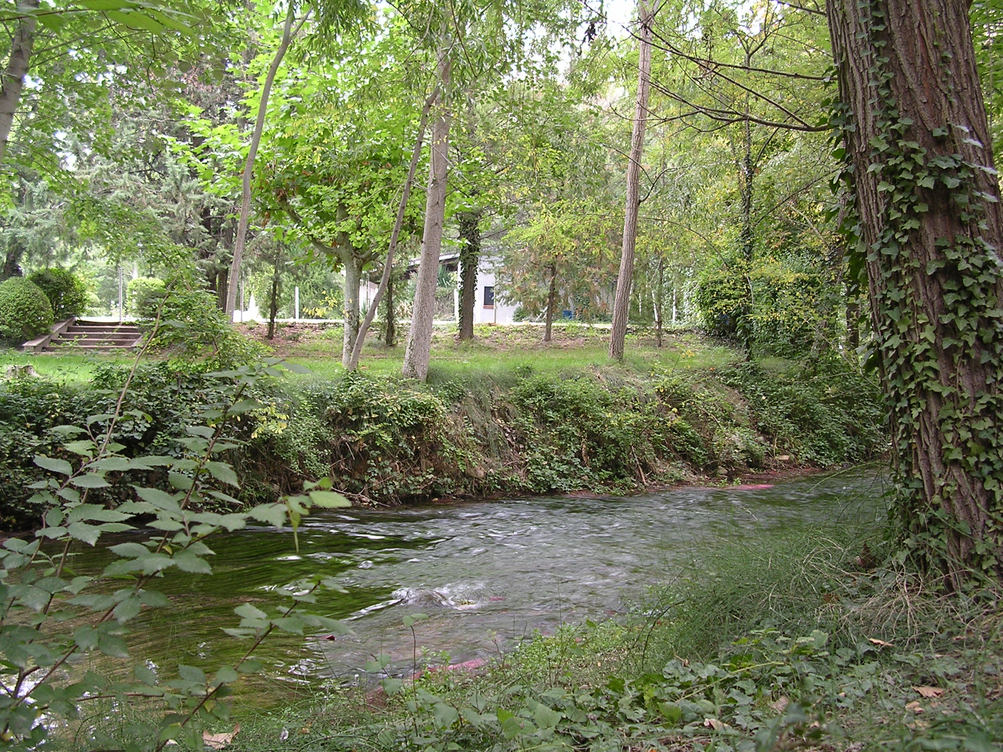Jaraba
