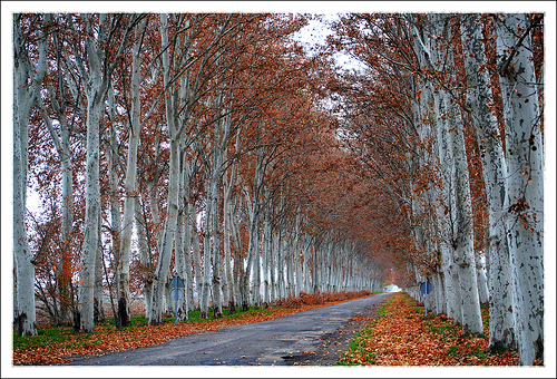 Vega de Aranjuez